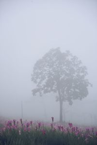 Scenic view of flowering trees on field against sky