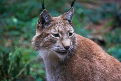 Close-up of a cat looking away