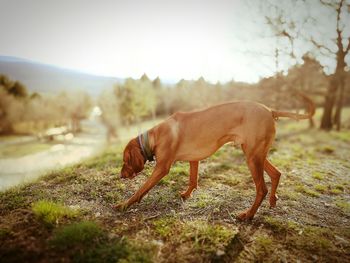 Side view of vizsla dog standing on field against sky