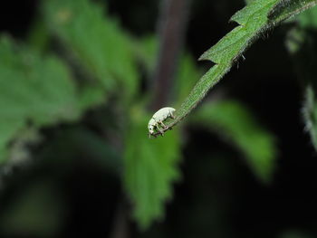 Close-up of insect on leaf