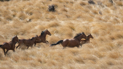 Horses in a field