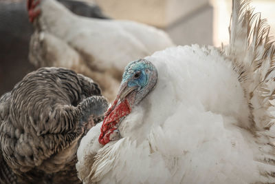 Close-up of turkeys