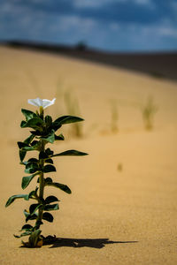 Close-up of plant growing on land against sky