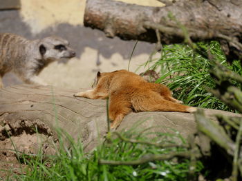 Close-up of cats relaxing outdoors