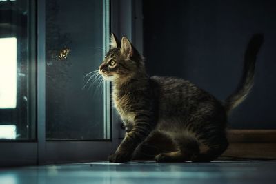 Cat looking away