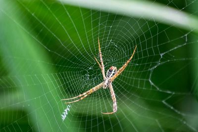 Spider on web