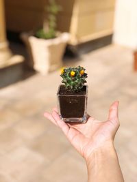 Close-up of hand holding small potted plant