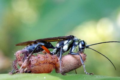 Close-up of fly on leaf