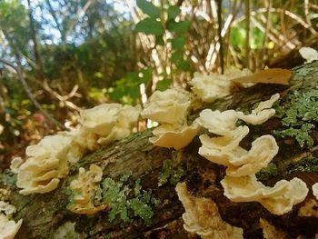 Close-up of mushrooms growing on tree in forest