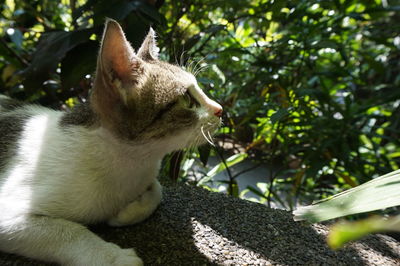 Close-up of cat