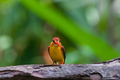 Close-up of bird perching on branch