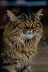 Close-up portrait of a cat