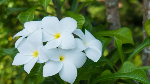 Close-up of white flowering plant