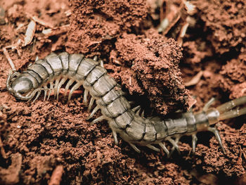 High angle view of insect on field