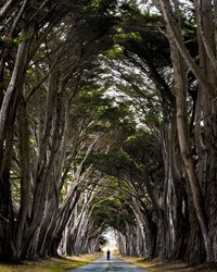  one person on treelined country road 