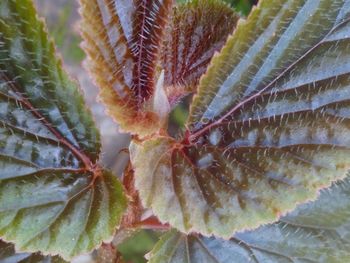 Close up of leaves