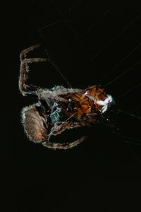 Close-up of spider on web against black background
