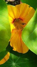 Detail shot of yellow flower