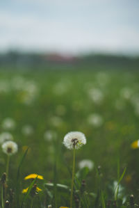 Close-up of flowers blooming in field