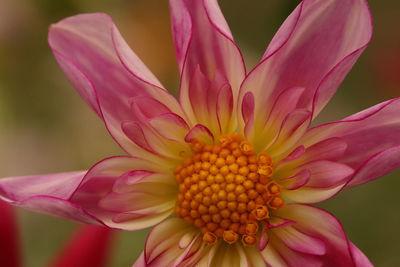 Close-up of pink flower