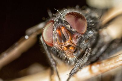 Close-up of insect