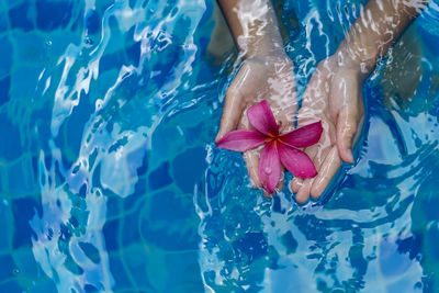 Female child hands while holding a floating pink flower on swimming pool