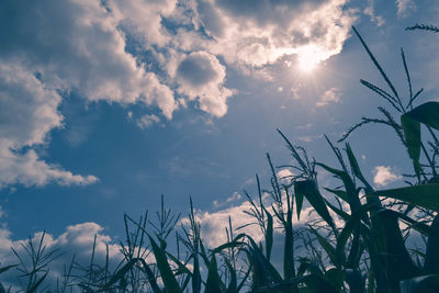 Low angle view of plants against sky during sunset