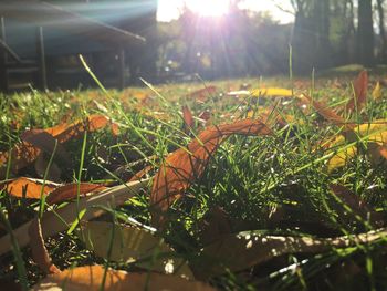 Sun shining through plants