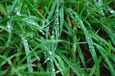 Full frame shot of wet plants during rainy season