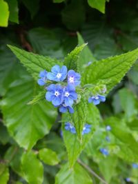 Close-up of purple flowering plant