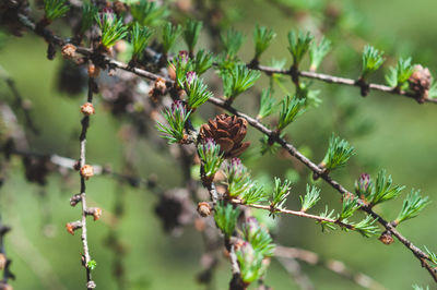 Close-up of pine cone on branch