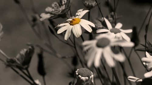 Close-up of white daisies blooming outdoors