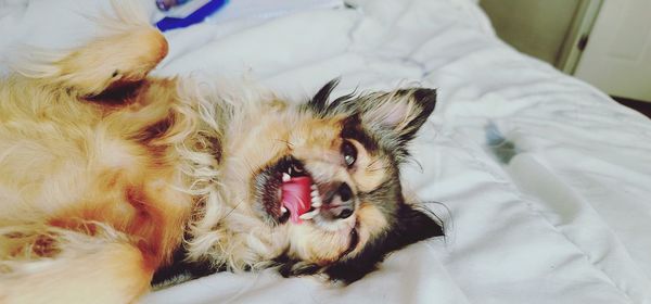 Dog lying down on bed
