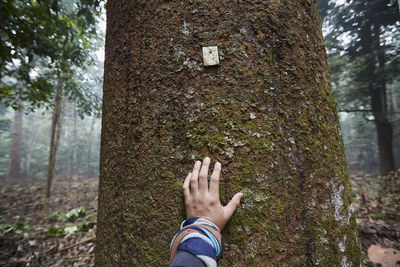 Low section of person against tree trunk in forest