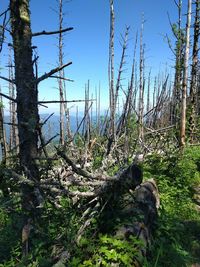 Scenic view of landscape