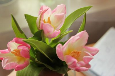 Close-up of pink flowers blooming outdoors