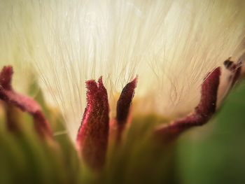 Macro shot of red flowering plant