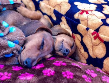 Close-up of a dog sleeping on bed