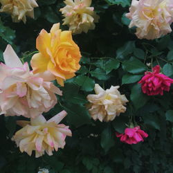 High angle view of pink flowering plant