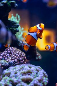 Close-up of clown fishes in fish tank