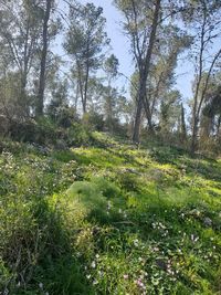 Scenic view of forest