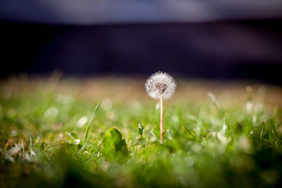 Close-up of dandelion growing in field