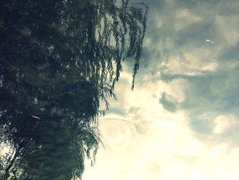 Low angle view of tree against sky