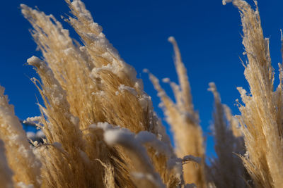 Close-up of crops against blue sky