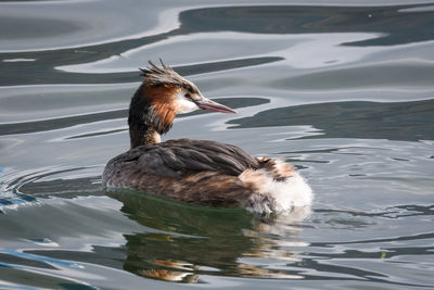 Duck swimming in lake, back view of grebe