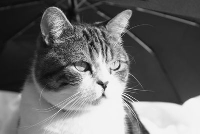 Close-up portrait of a cat