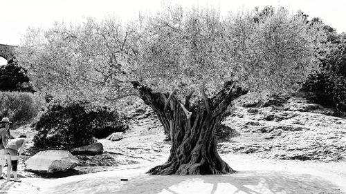 Trees on landscape against clear sky