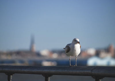 Close-up of seagull perching on railing against sky
