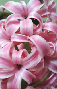 Close-up of pink flowers