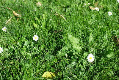 High angle view of white flowering plants on field